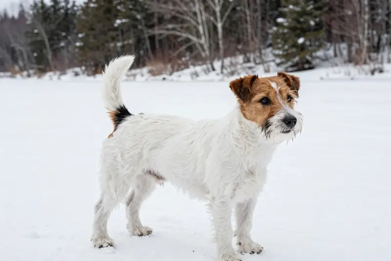 jack russell, photo 4
