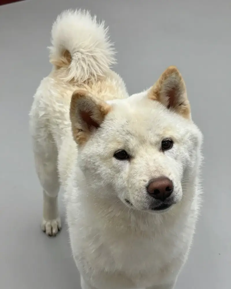 jindo coréen, photo 2