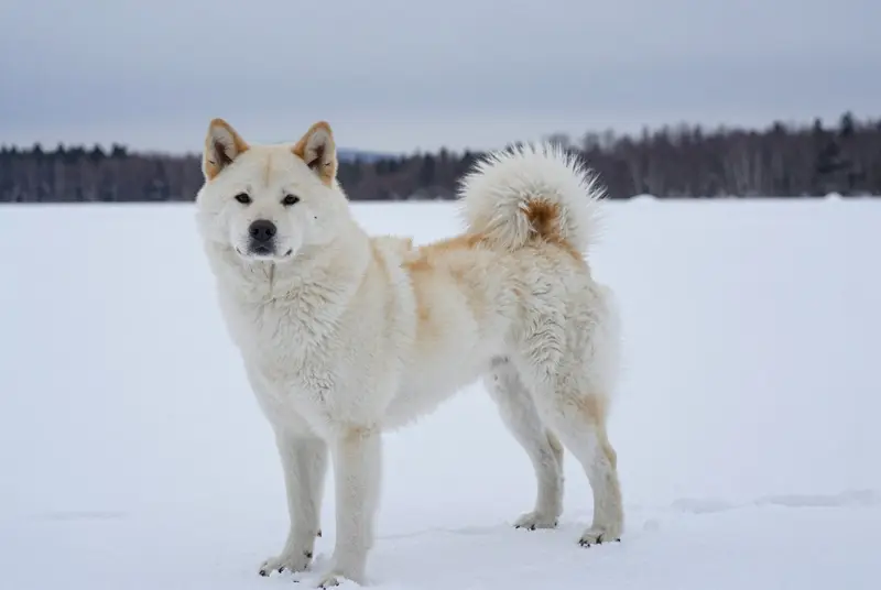 jindo coréen, photo 4