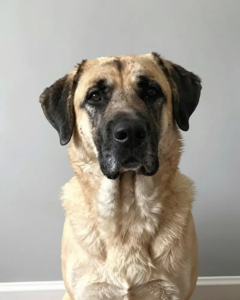 kangal, photo 2
