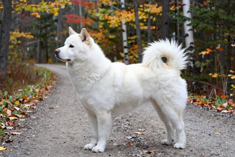 kishu, photo 3
