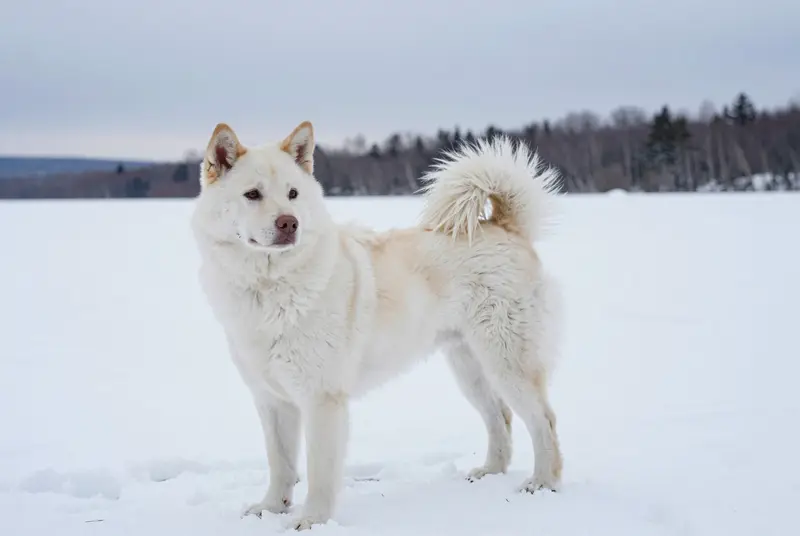 kishu, photo 4
