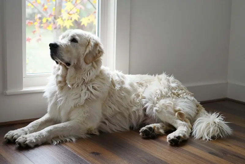 kuvasz, photo 5
