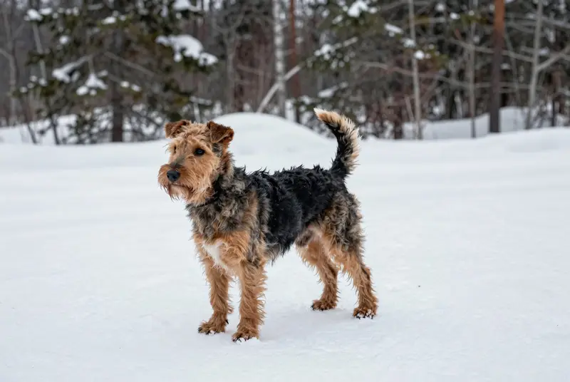 lakeland terrier, photo 4