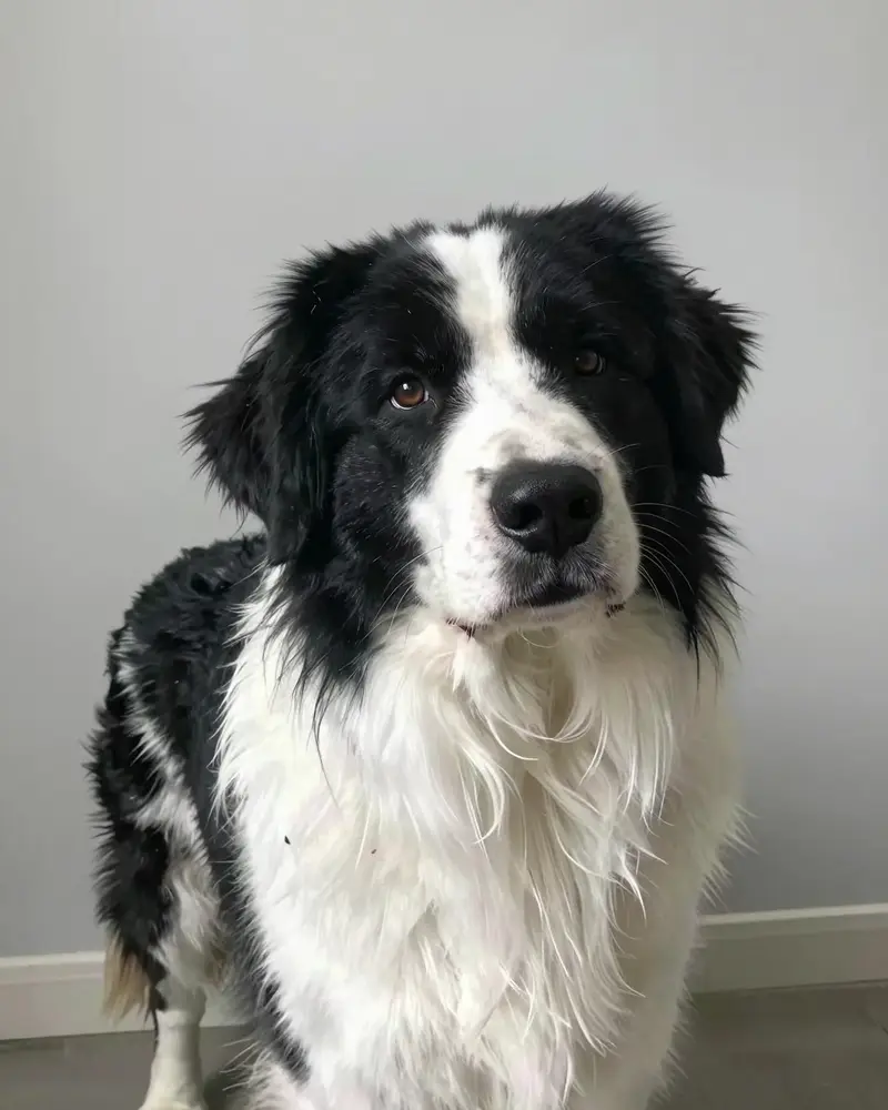 landseer (type continental-européen), photo 2