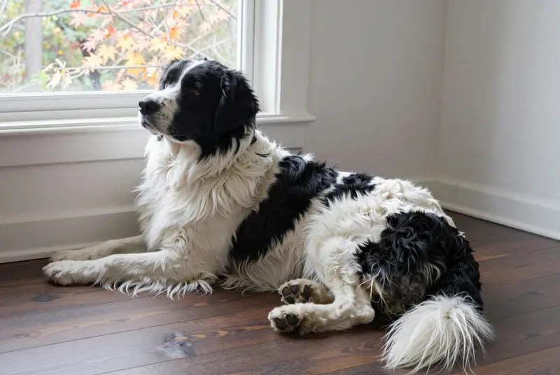 landseer (type continental-européen), photo 5