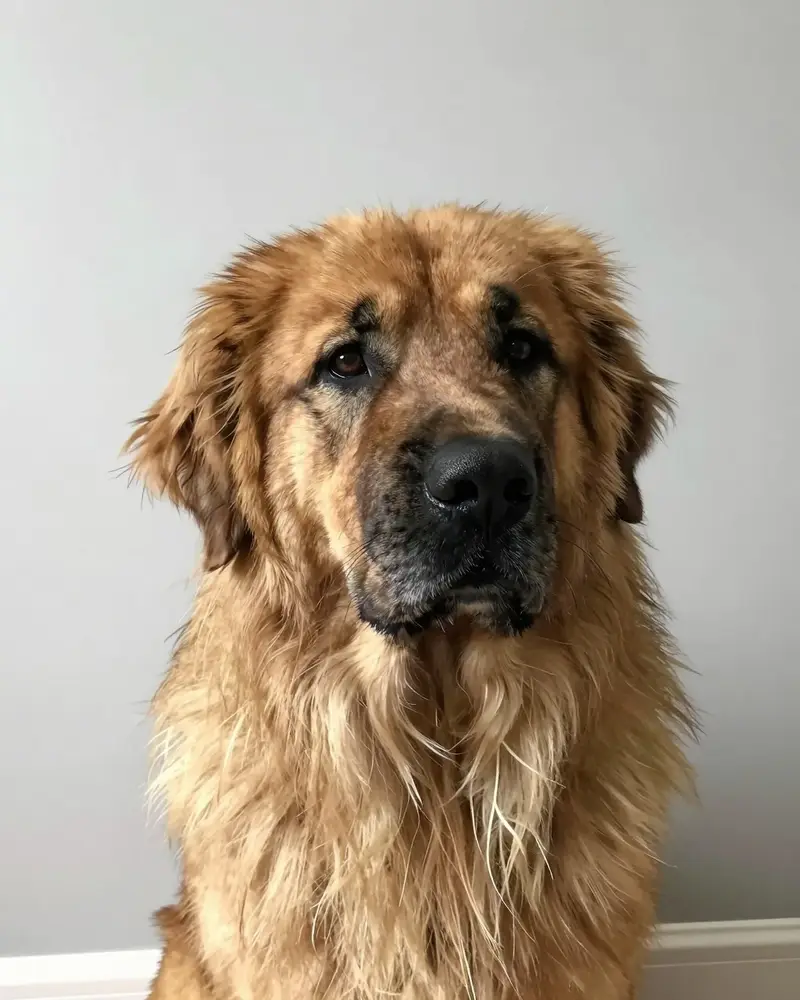 leonberger, photo 2