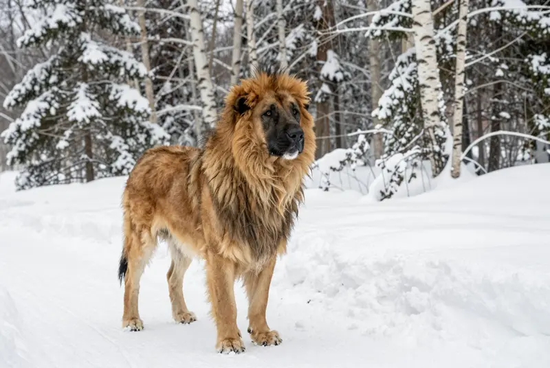 leonberger, photo 3
