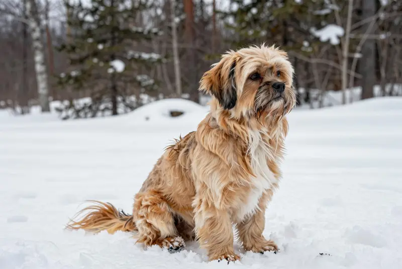 lhassa apso, photo 4