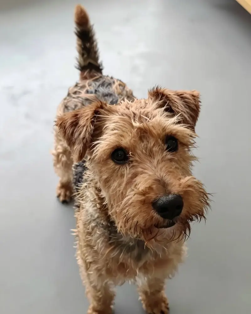 lucas terrier, photo 2