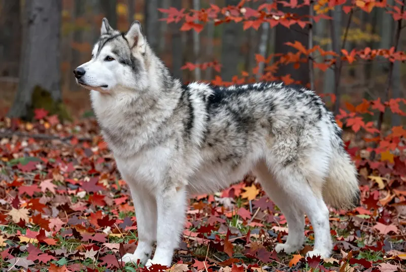 malamute, photo 3