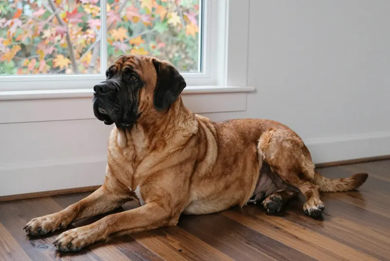 mastiff, photo 5