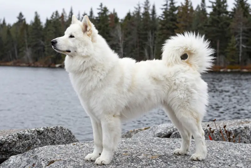 nenets laika, photo 3