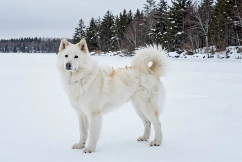 nenets laika, photo 4