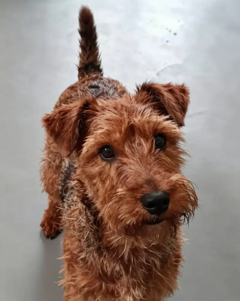 norfolk terrier, photo 2