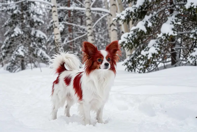 papillon, photo 4