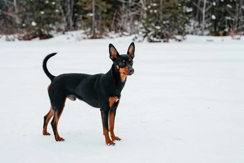 pinscher nain, photo 4