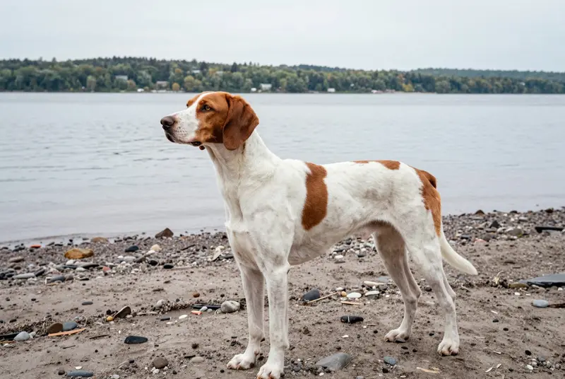 pointer