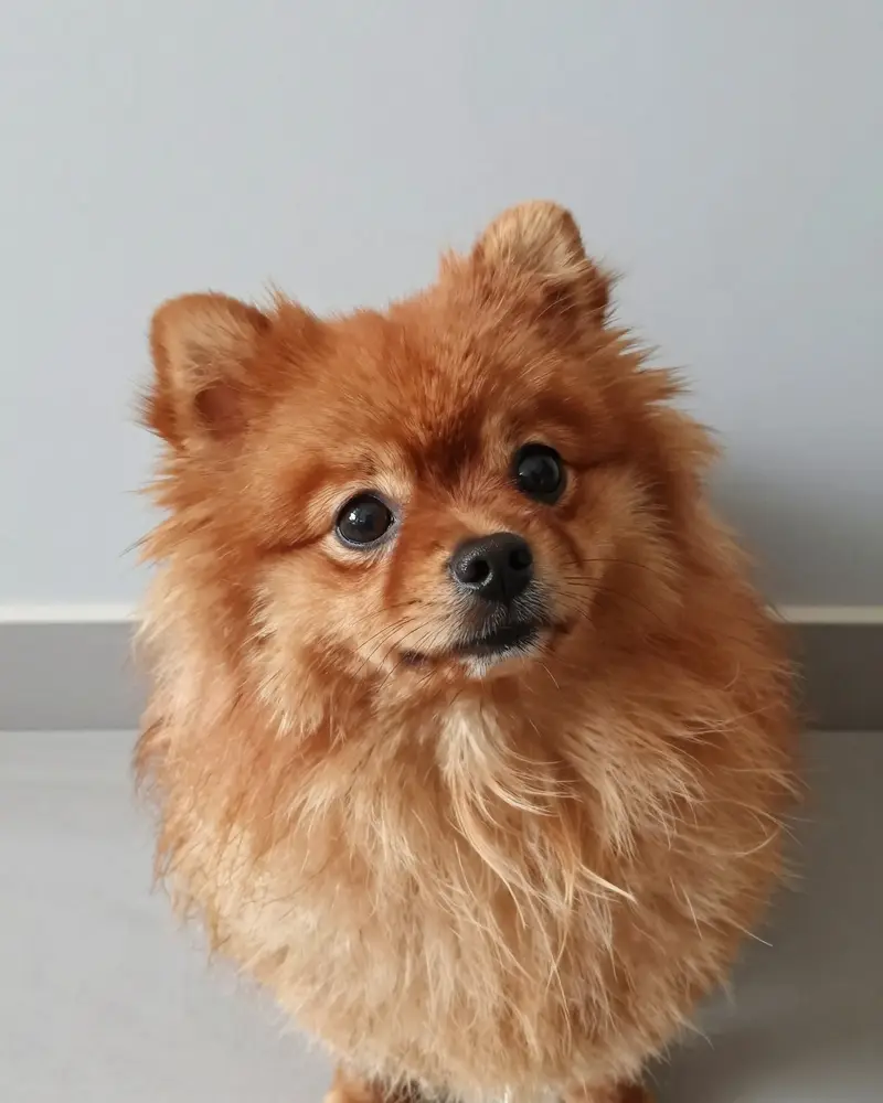 pomeranian, photo 2
