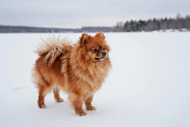 pomeranian, photo 4