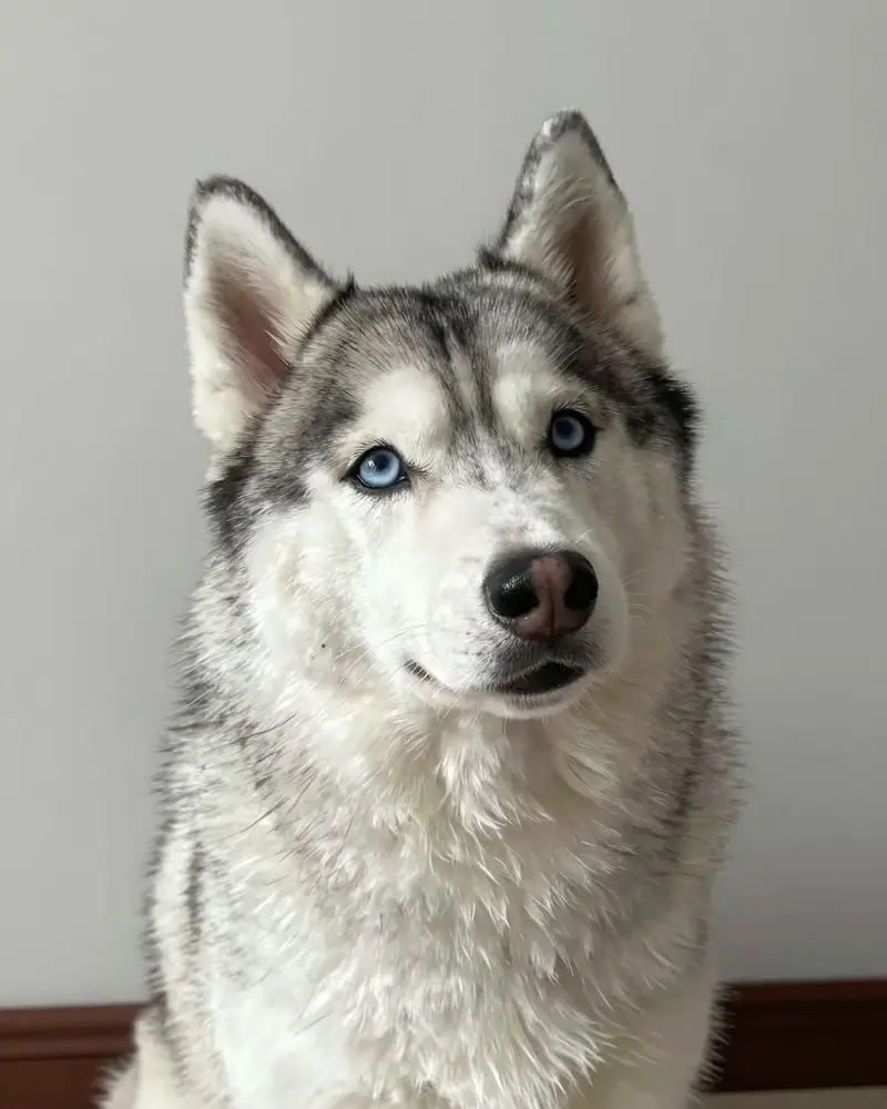 pomsky, photo 2