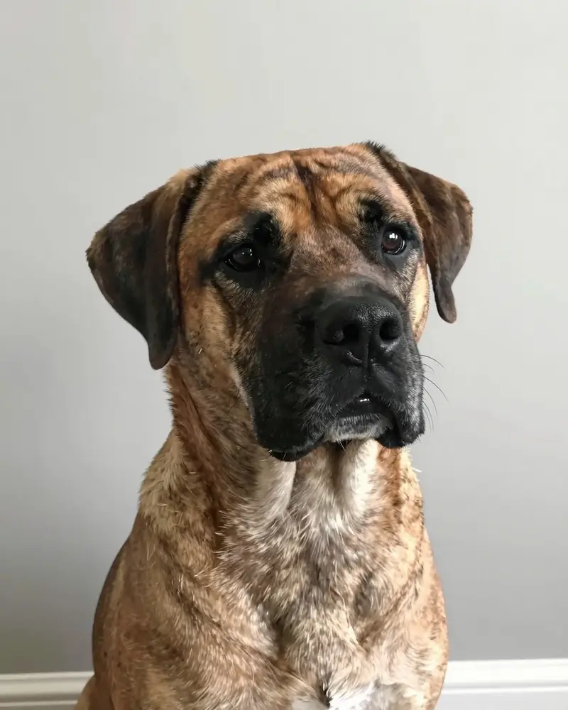 presa canario, photo 2