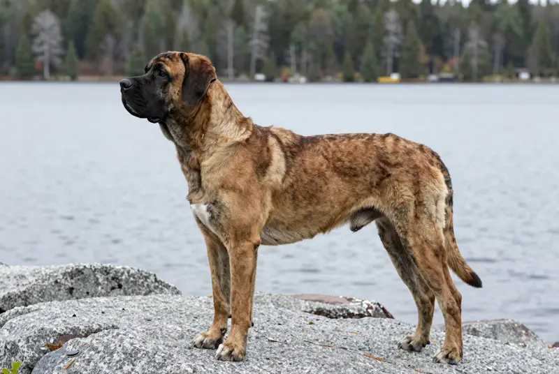 presa canario, photo 3