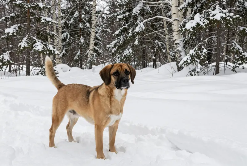 puggle, photo 4