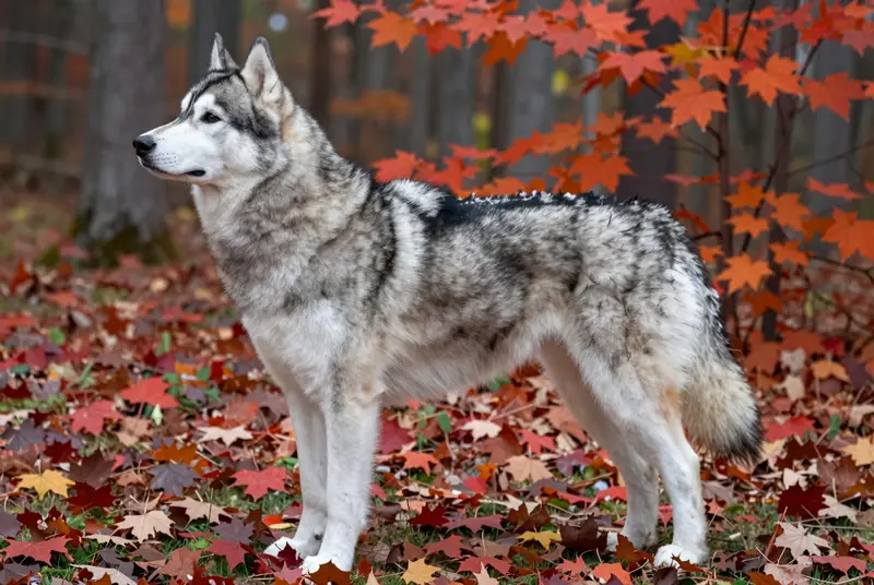 sakhalin husky, photo 3