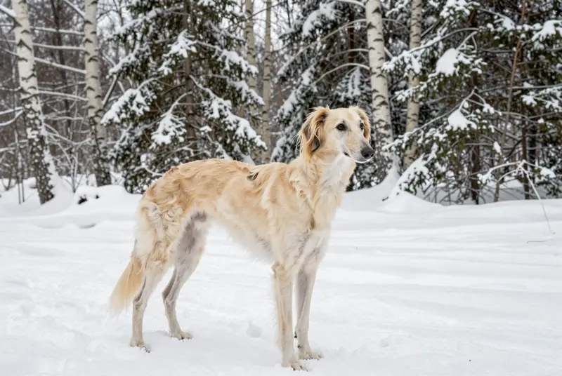 saluki, photo 4