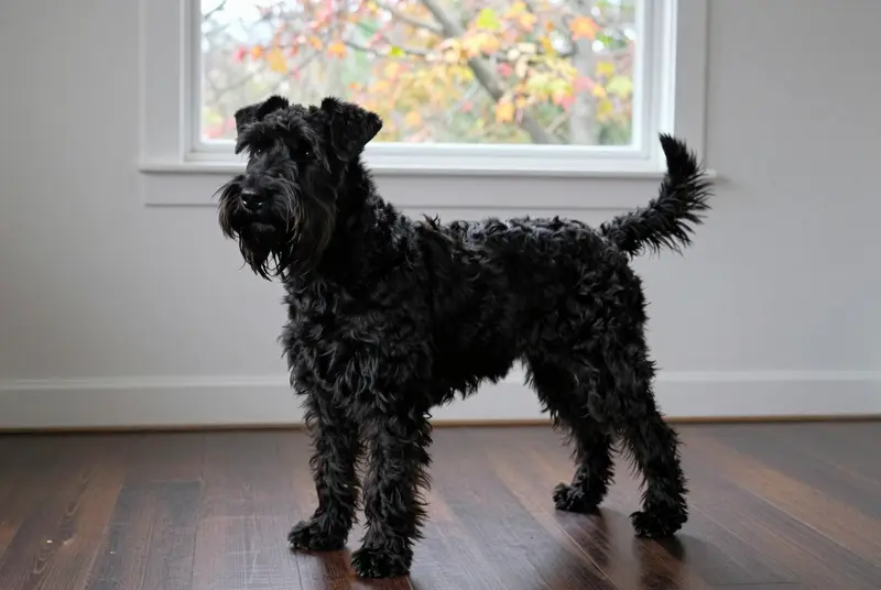 schnauzer géant, photo 5