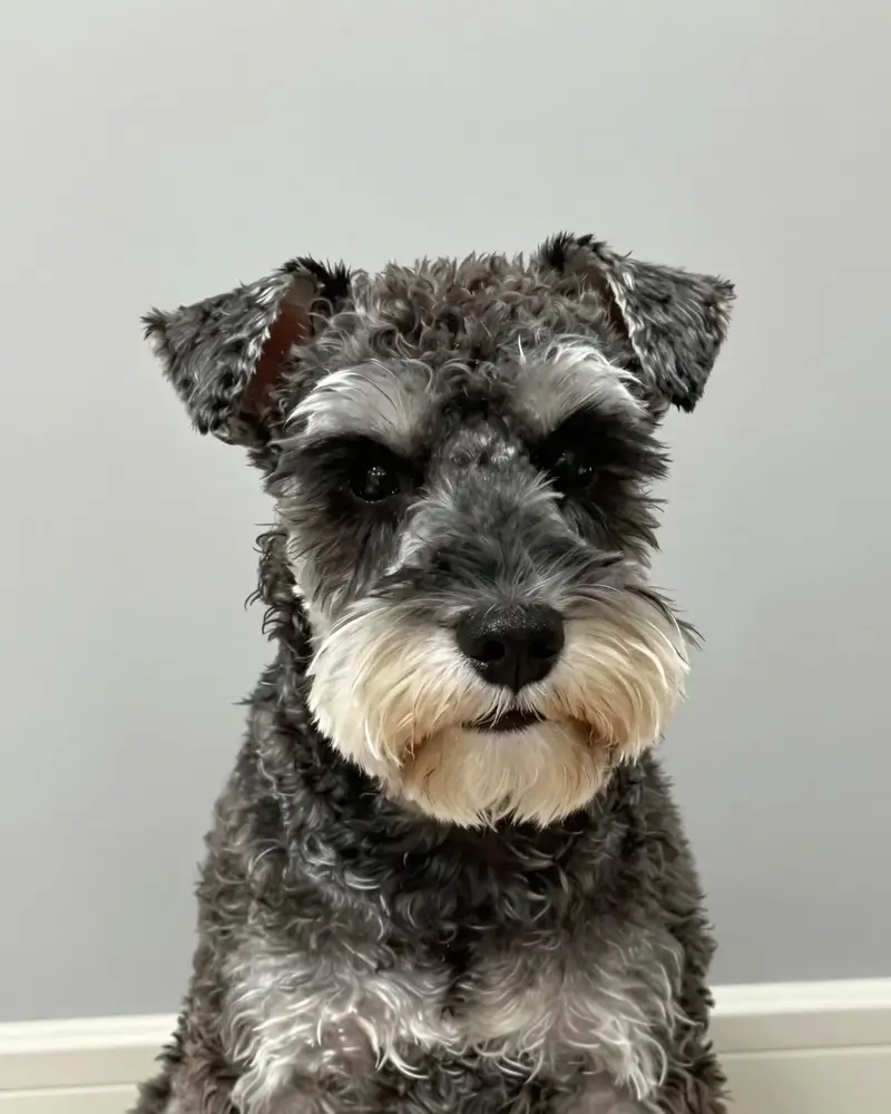 schnauzer nain, photo 2