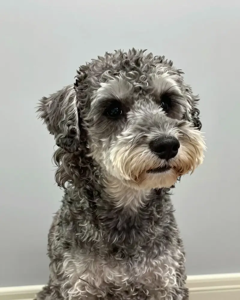 schnoodle, photo 2