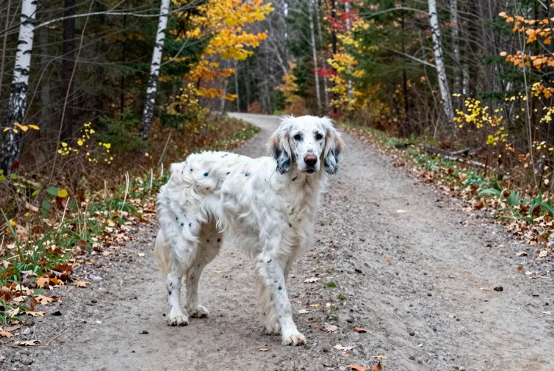 setter anglais