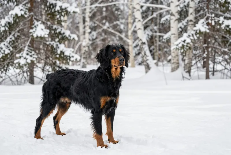 setter Gordon, photo 4