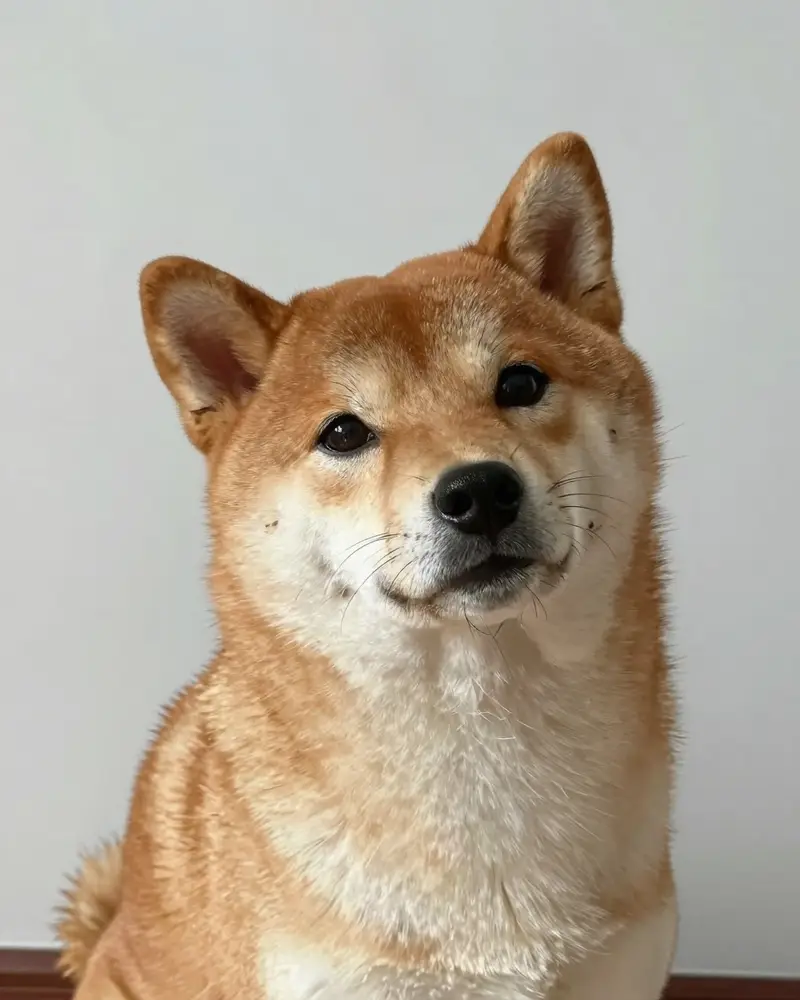 shiba inu, photo 2