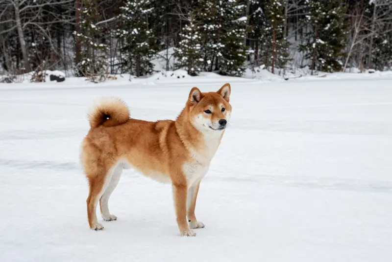 shiba inu, photo 4