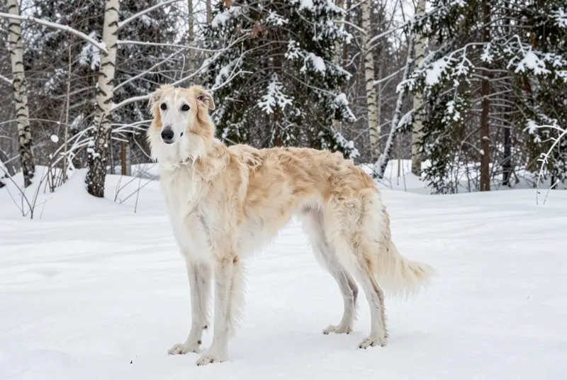 silken windhound, photo 4