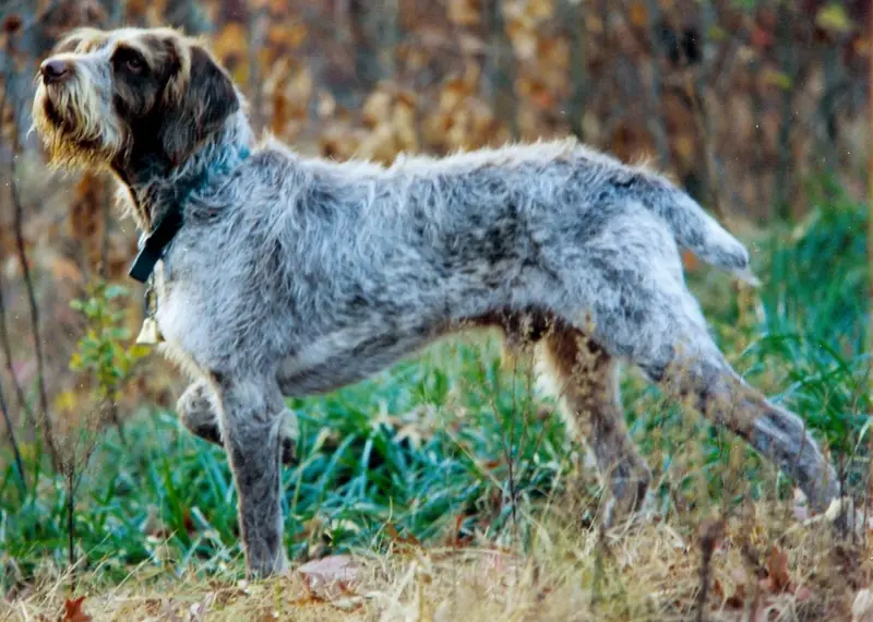 spinone