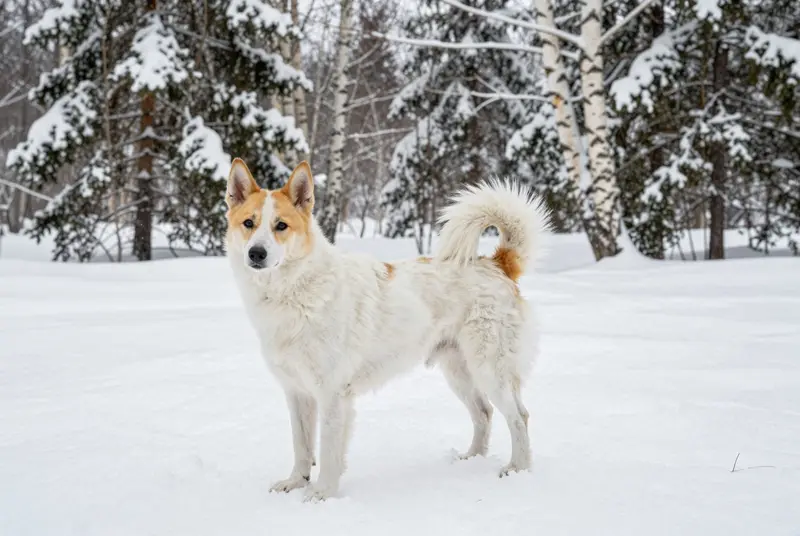 spitz de Norrbotten, photo 4