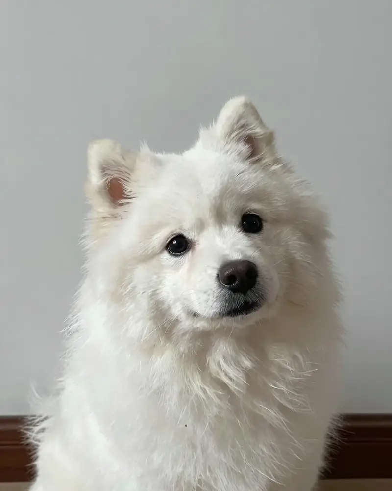 spitz japonais, photo 2