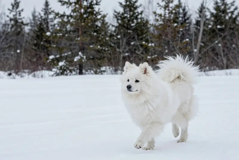 spitz japonais, photo 4