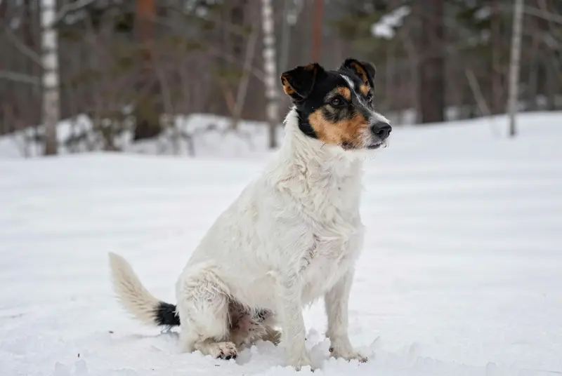 teddy roosevelt terrier, photo 4