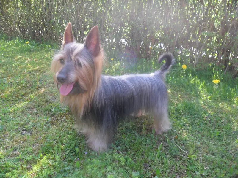 terrier australien à poil soyeux