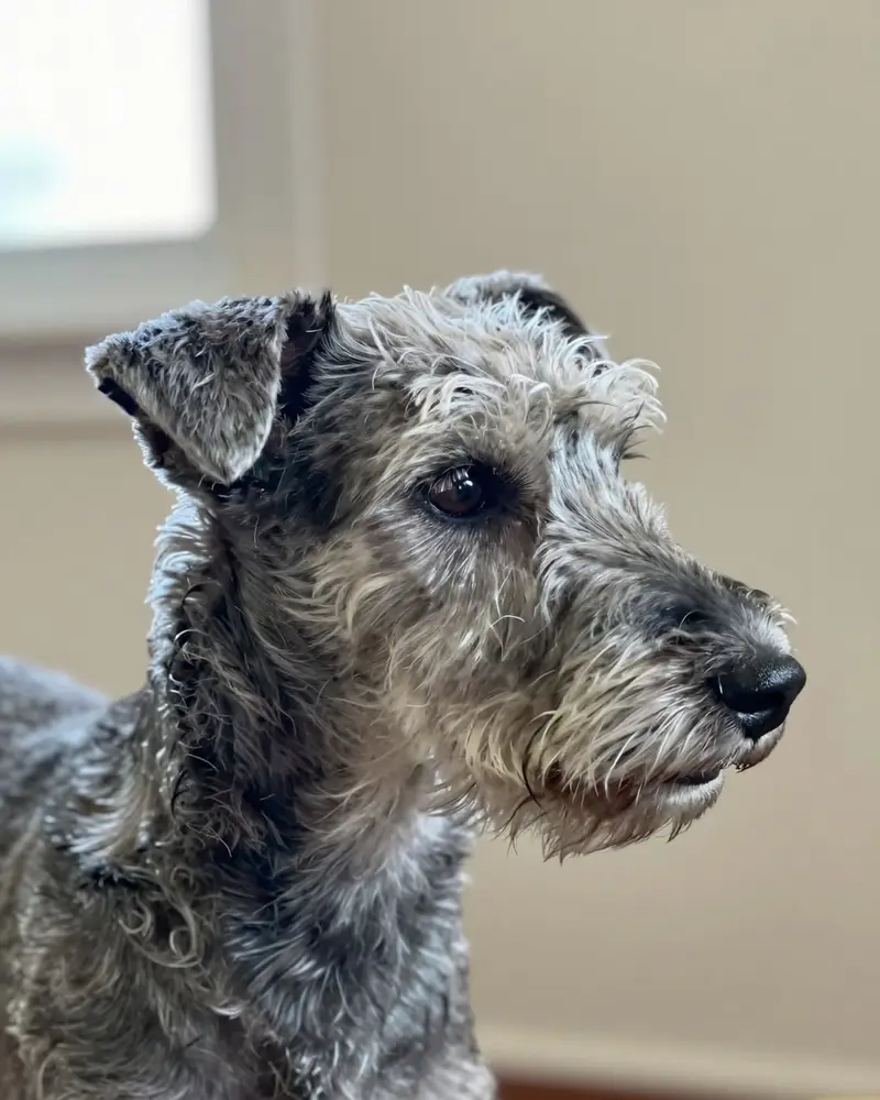 terrier de Bedlington, photo 2