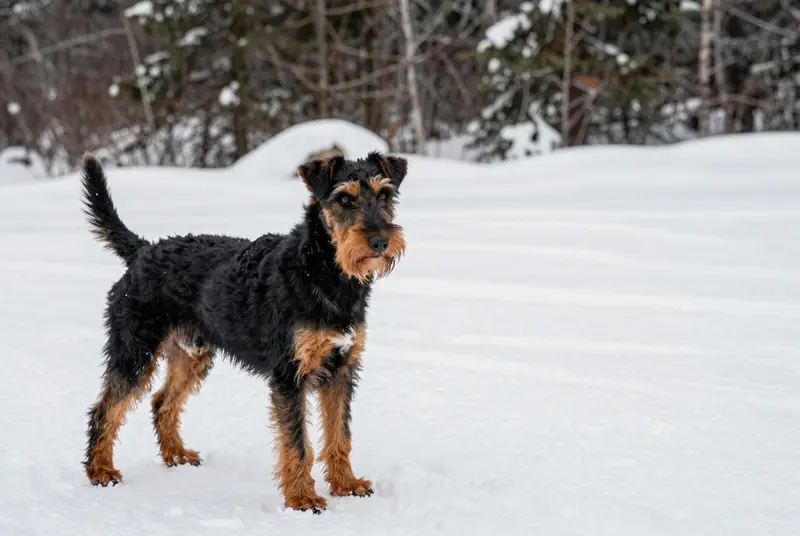 terrier de chasse allemand, photo 3