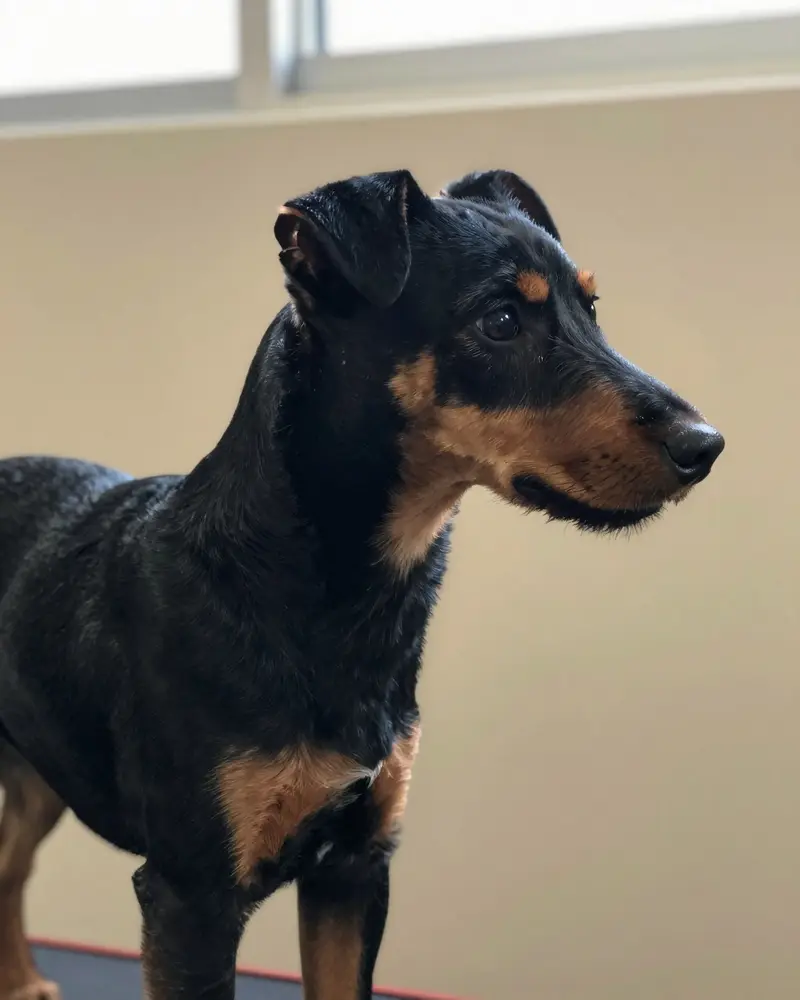 terrier de Manchester, photo 2