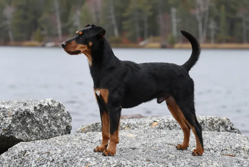 terrier de Manchester, photo 3