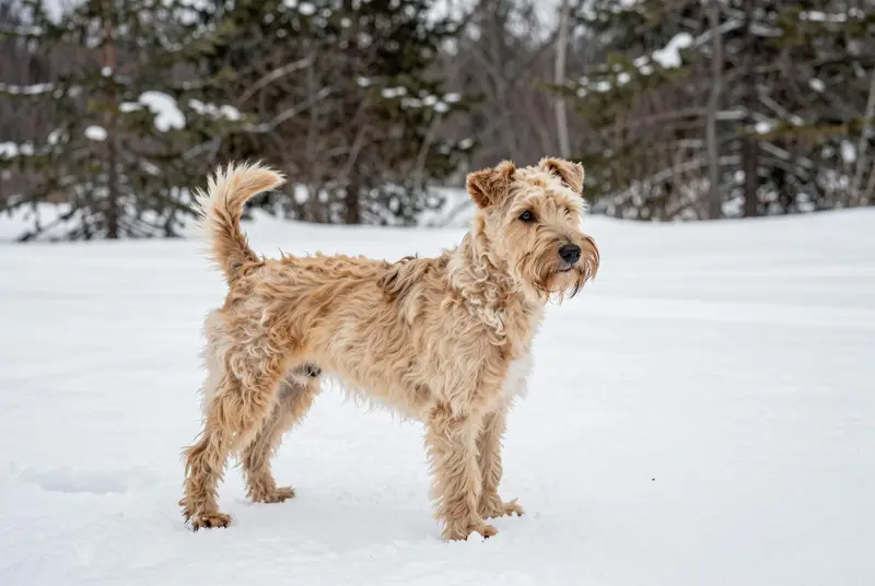 terrier irlandais à poil doux, photo 4