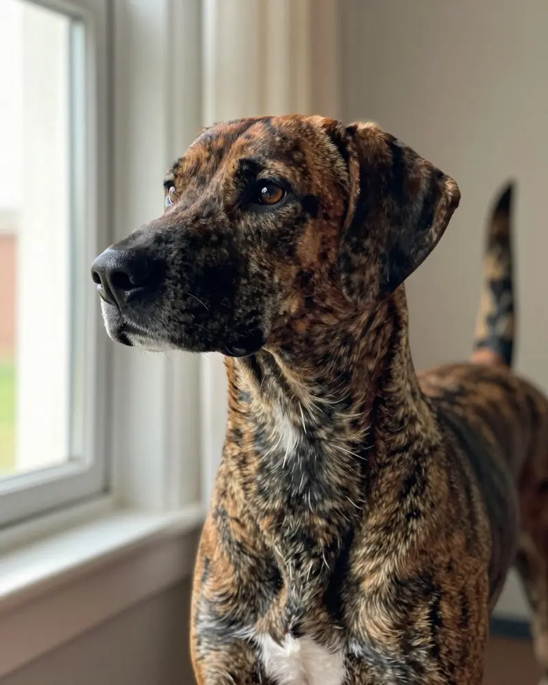 treeing tennessee brindle, photo 2